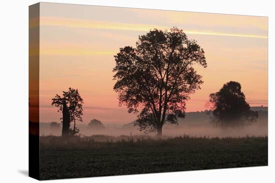Germany, Landscape, Silhouette, Trees, Fog, Morning-Mood, Foliage-Trees, Meadow, Mist, Ground-Fog-Ronald Wittek-Premier Image Canvas