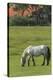 Germany, Lower Saxony, East Friesland, Langeoog, horse on the pasture.-Roland T. Frank-Premier Image Canvas