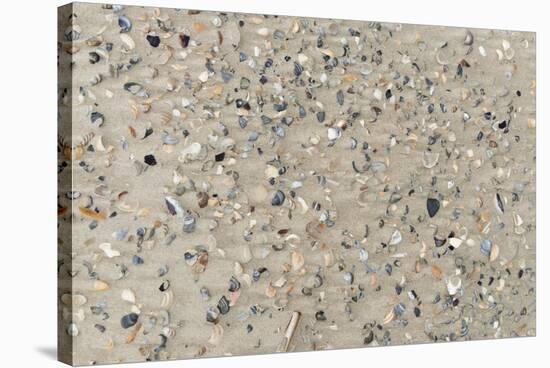 Germany, Lower Saxony, East Frisian islands, North Sea beach with mussels.-Roland T. Frank-Stretched Canvas