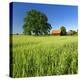 Germany, Mecklenburg-West Pomerania, Grain Field, Solitairy Oak, Hut-Andreas Vitting-Premier Image Canvas