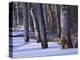 Germany, Muritz National Park, Autumn Beeches in Snow, Forest Serrahner-K. Schlierbach-Premier Image Canvas