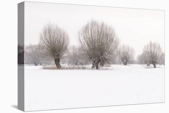 Germany, North Rhine-Westphalia, Pollard Willow Trees in Winter-Andreas Keil-Premier Image Canvas