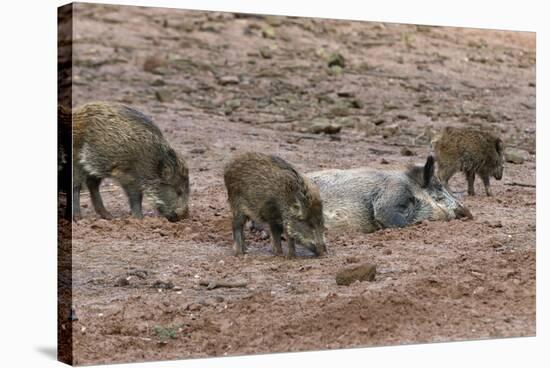 Germany, Rhineland-Palatinate, wild boar (Sus scrofa), wild sow with young wild boars.-Roland T. Frank-Stretched Canvas
