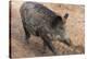Germany, Rhineland-Palatinate, wild boar (Sus scrofa)-Roland T. Frank-Premier Image Canvas