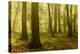 Germany, Saxony-Anhalt, Sunrays in the Morning Fog in the Deciduous Forest-Andreas Vitting-Premier Image Canvas