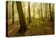 Germany, Saxony-Anhalt, Sunrays in the Morning Fog in the Deciduous Forest-Andreas Vitting-Premier Image Canvas