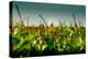 Germany, Schleswig-Holstein, Amrum, Corn Field, Lighthouse-Ingo Boelter-Premier Image Canvas