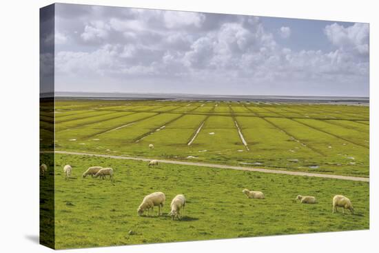 Germany, Schleswig-Holstein, Peninsula North Beach-Udo Siebig-Premier Image Canvas