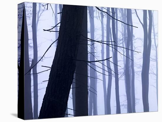Germany, Siegbach, Pine and Beeches in Fog,-K. Schlierbach-Premier Image Canvas
