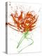 Gestural Florals 13-Paul Ngo-Premier Image Canvas