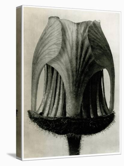 Geum Rivale. 1929 (Photogravure)-Karl Blossfeldt-Premier Image Canvas