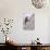 Ghiandaia Marina Pettolilla-Antonio Grambone-Stretched Canvas displayed on a wall