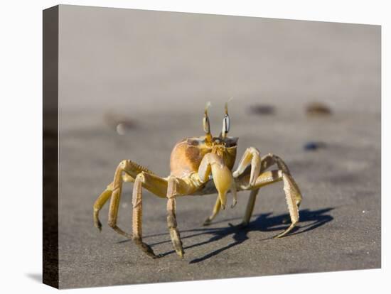 Ghost Crab, Atlantic Ocean Coast, Namibia, Africa-Milse Thorsten-Premier Image Canvas