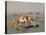 Ghost Crab, Atlantic Ocean Coast, Namibia, Africa-Milse Thorsten-Premier Image Canvas