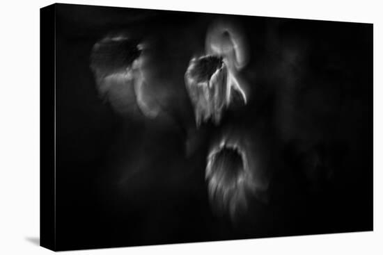 Ghost Flowers-Sharon Wish-Premier Image Canvas
