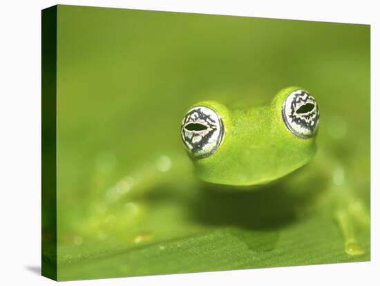 Ghost Glass Frog, Costa Rica-Edwin Giesbers-Premier Image Canvas