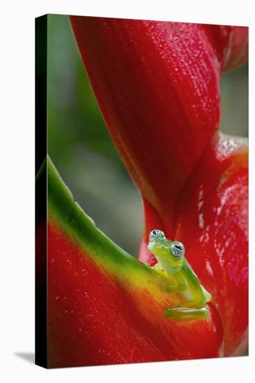 Ghost Glass Frog, Costa Rica-Adam Jones-Premier Image Canvas