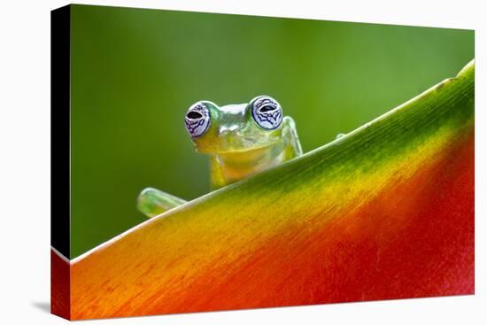 Ghost Glass Frog, Costa Rica-Adam Jones-Premier Image Canvas
