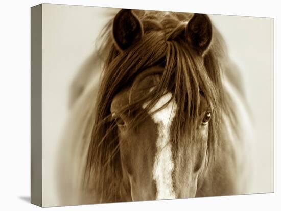 Ghost Horse-Lisa Dearing-Premier Image Canvas