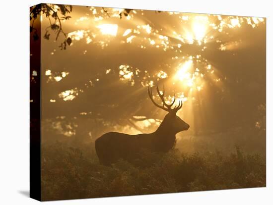 Ghost of the Forest-Greg Morgan-Premier Image Canvas