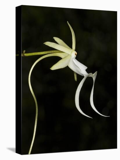 Ghost Orchid in Bloom, Polyrrhiza Lindenii, Florida, USA-Maresa Pryor-Premier Image Canvas