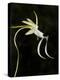Ghost Orchid in Bloom, Polyrrhiza Lindenii, Florida, USA-Maresa Pryor-Premier Image Canvas