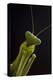 Giant African mantis (Sphodromantis viridis) portrait, captive, occurs in West Africa-Edwin Giesbers-Premier Image Canvas