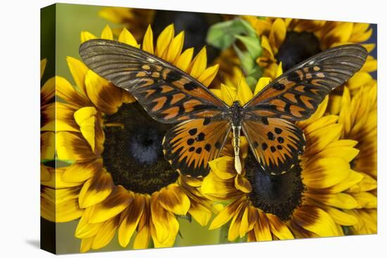 Giant African Swallowtail Butterfly, Papilio Antimachus-Darrell Gulin-Premier Image Canvas