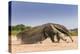 Giant Anteater (Myrmecophaga Tridactyla) Walking In Habitat, Hato El Cedral. Llanos, Venezuela-Christophe Courteau-Premier Image Canvas