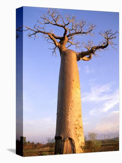 Giant Baobab Tree, Morondava, Madagascar-Pete Oxford-Premier Image Canvas