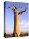 Giant Baobab Tree, Morondava, Madagascar-Pete Oxford-Premier Image Canvas