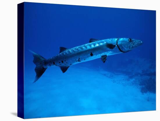 Giant Barracuda, FL-Mike Mesgleski-Premier Image Canvas