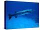 Giant Barracuda, FL-Mike Mesgleski-Premier Image Canvas