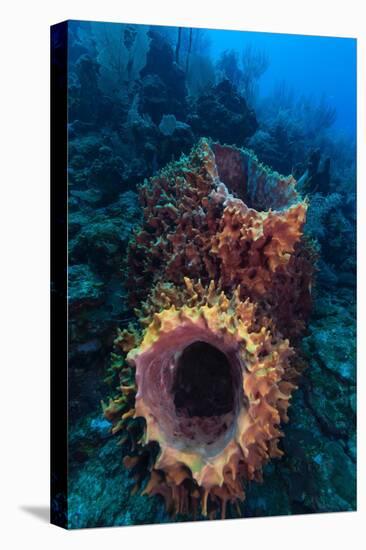 Giant barrel sponge within coral reef, Caribbean Sea-Claudio Contreras-Premier Image Canvas