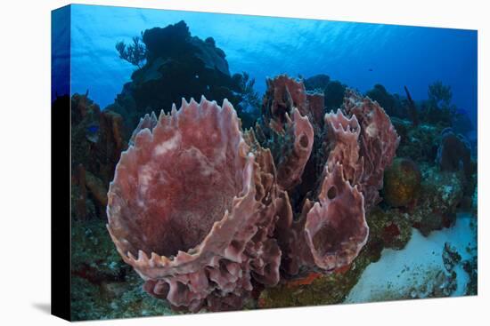 Giant Barrel Sponge (Xestospongia Muta) Cozumel Reefs National Park-Claudio Contreras-Premier Image Canvas