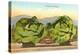 Giant Cabbages on Flatbed-null-Stretched Canvas