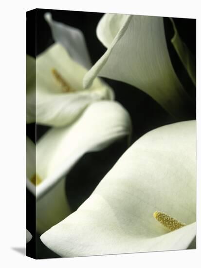 Giant Calla Lilies in Big Sur, California, USA-Jerry Ginsberg-Premier Image Canvas