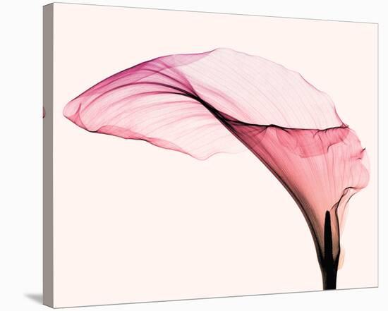 Giant Calla-Steven N^ Meyers-Stretched Canvas