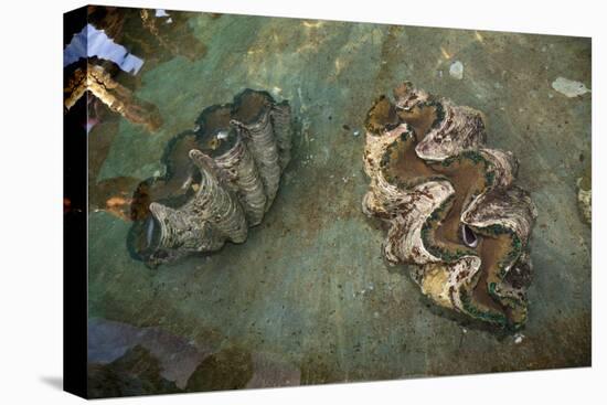 Giant Clam Farm-Reinhard Dirscherl-Premier Image Canvas