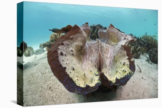 Giant Clam (Tridacna Squamosa)-Reinhard Dirscherl-Premier Image Canvas