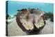 Giant Clam (Tridacna Squamosa)-Reinhard Dirscherl-Premier Image Canvas