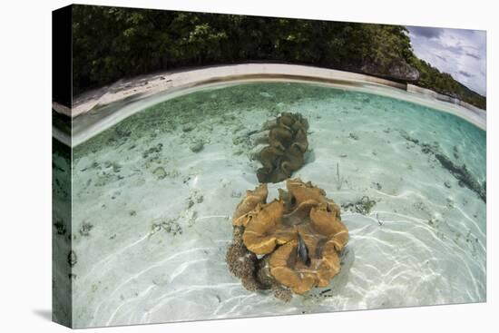 Giant Clams Grow in Shallow Water in Raja Ampat, Indonesia-Stocktrek Images-Premier Image Canvas