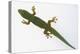 Giant Day Gecko-DLILLC-Premier Image Canvas