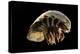 Giant Deepsea Isopod (Bathynomus Giganteus) Specimen From The South Atlantic Ocean-Solvin Zankl-Premier Image Canvas
