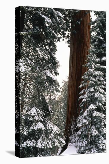 Giant Forest, Giant Sequoia Trees in Snow, Sequoia National Park, California, USA-Inger Hogstrom-Premier Image Canvas