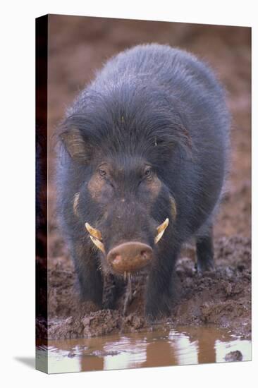 Giant Forest Wart Hog at Salt Lick-DLILLC-Premier Image Canvas