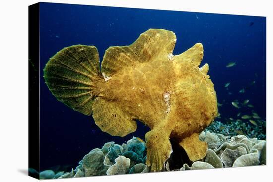 Giant Frogfish (Antennarius Commersonii), Pacific Ocean, Panglao Island.-Reinhard Dirscherl-Premier Image Canvas