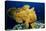 Giant Frogfish (Antennarius Commersonii), Pacific Ocean, Panglao Island.-Reinhard Dirscherl-Premier Image Canvas