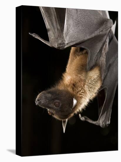 Giant Fruit Bat-Joe McDonald-Premier Image Canvas