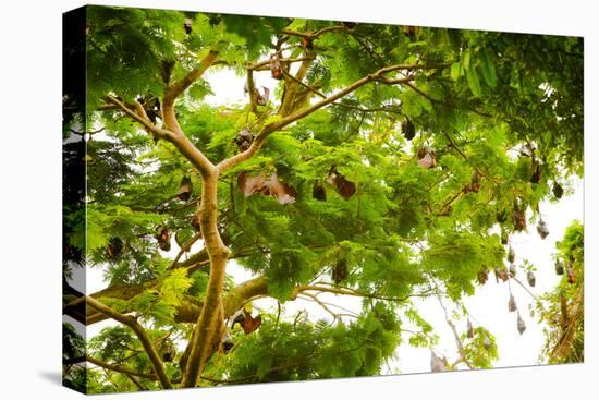 Giant Fruit Bats, Bali, Indonesia, Southeast Asia, Asia-Laura Grier-Premier Image Canvas